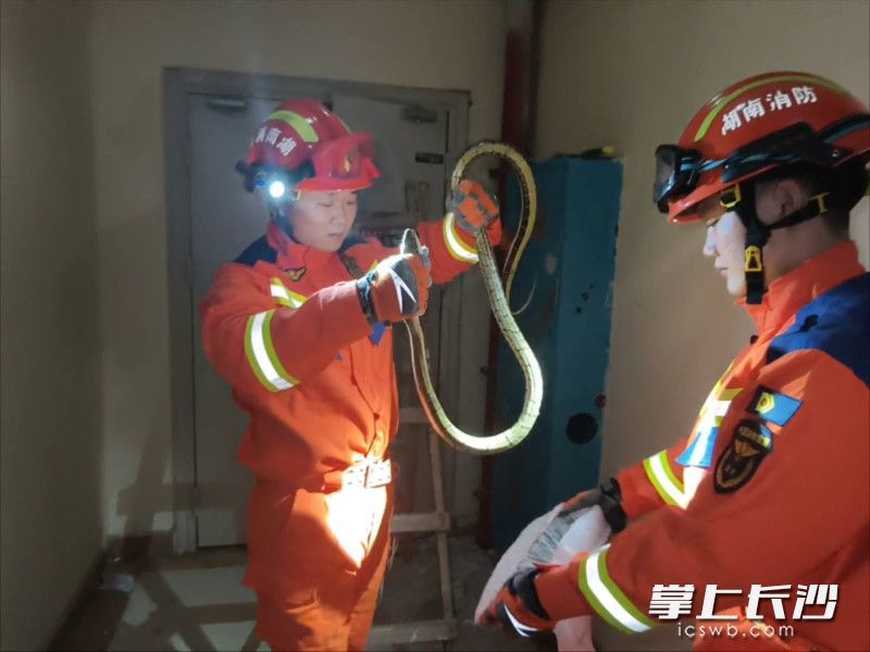 长沙晚报通讯员 朱伟强 摄