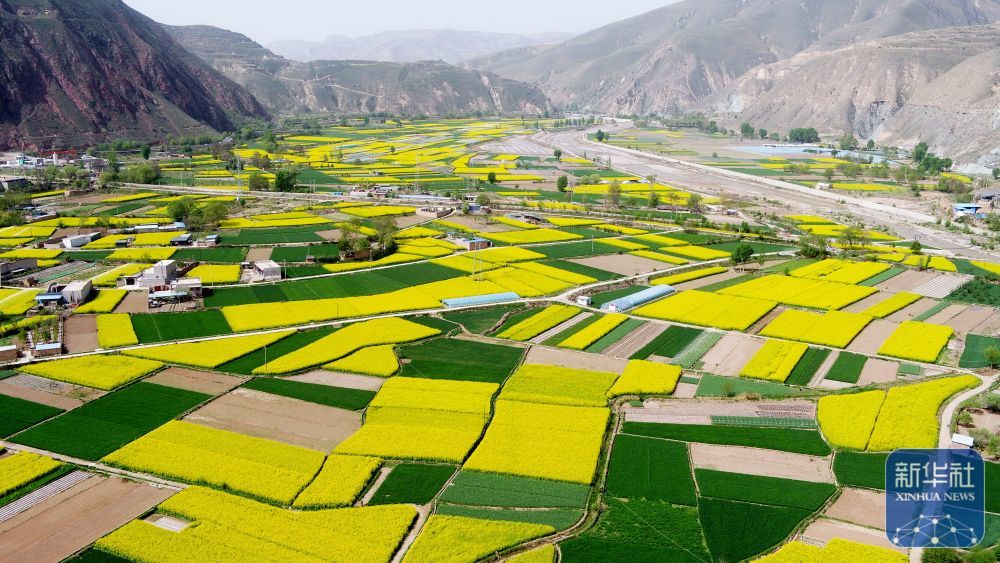 这是4月24日在甘肃省天水市武山县境内拍摄的油菜花田（无人机照片）