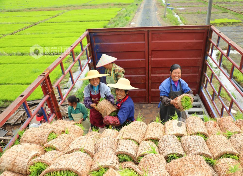 2026年4月23日，江西省吉安市泰和县嘉农惠农机专业合作社工厂化早稻育秧基地，农民正在装运起获的早稻秧苗。