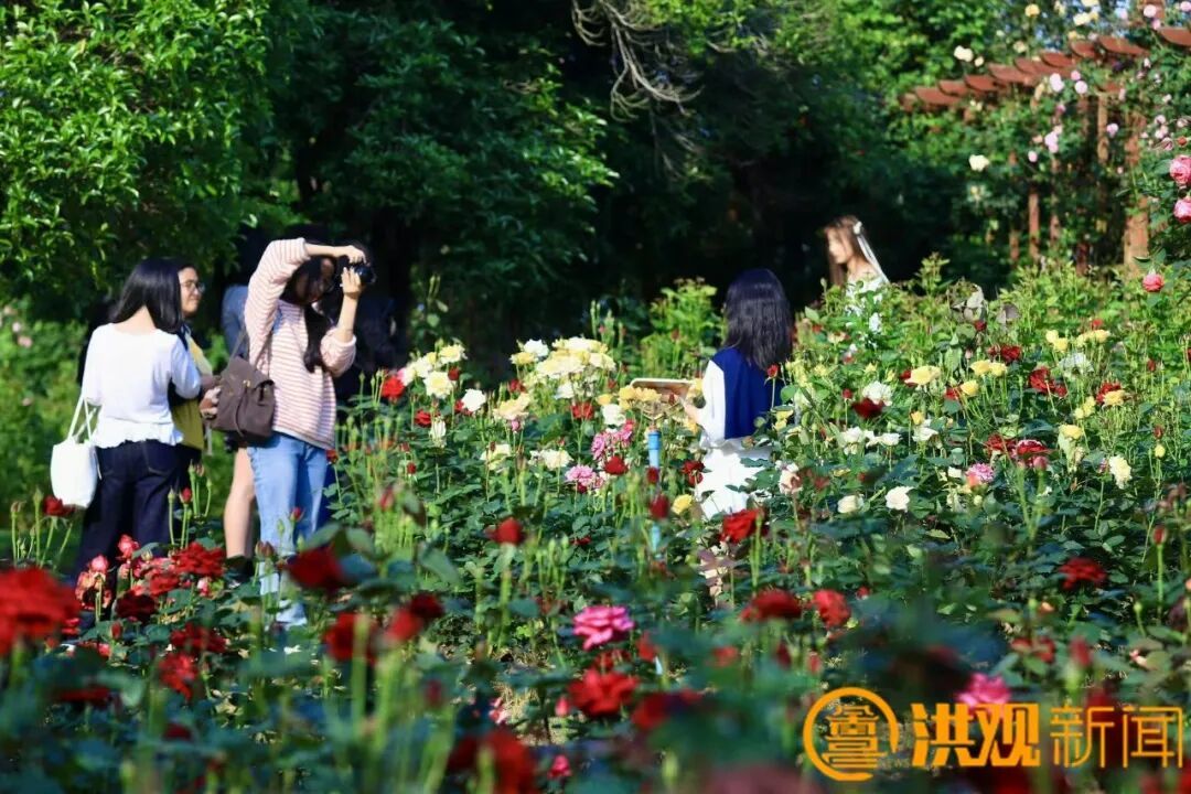 读书、赏花、听雨……看，这是最美的南昌四月天