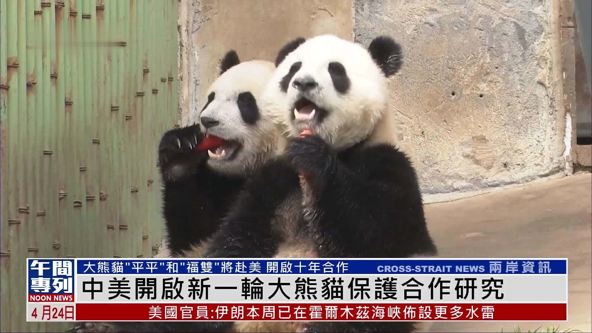 中美开启新一轮大熊猫保护合作研究 延续两国20多年“熊猫情”