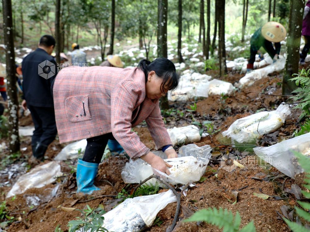 江西分宜：灵芝栽种忙（图）