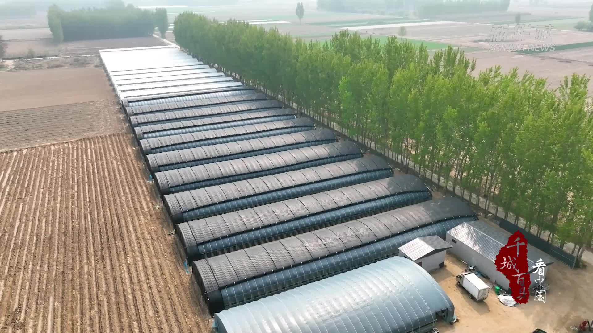 千城百县看中国｜河北固安：小菌菇产出大能量