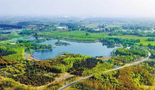 4月17日拍摄的雄安新区千年秀林。本报记者 刘光昱摄