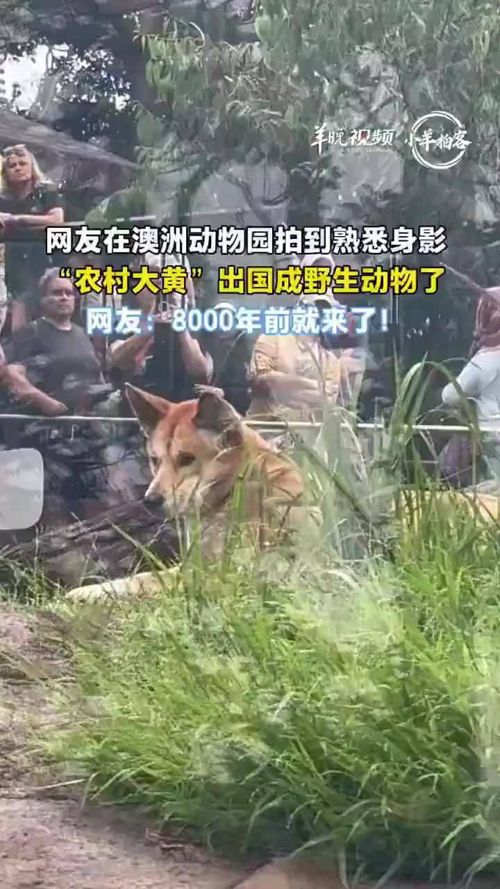 农村大黄出国成了野生动物，网友：8000年前就来了