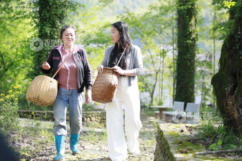 江西金溪：高山野茶吐新绿 一片“野叶子”变成“金叶子”（图）