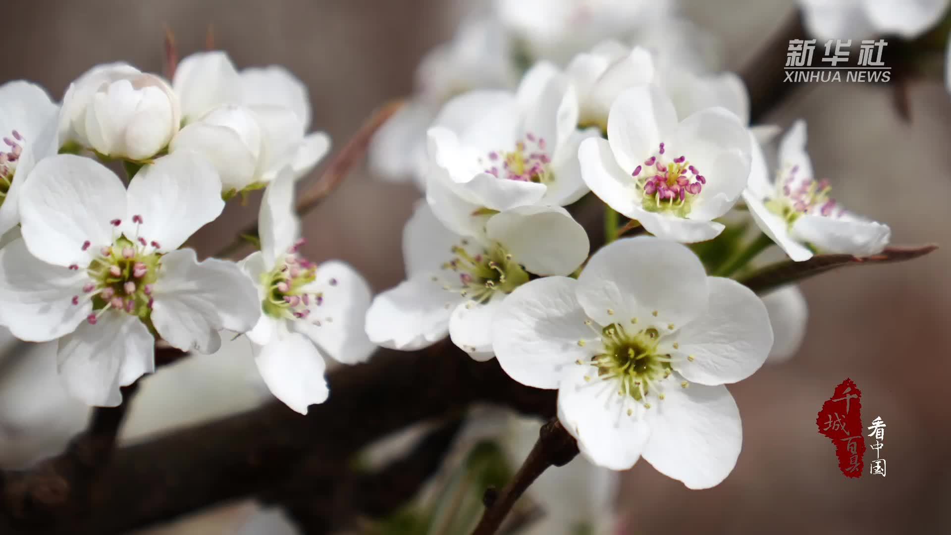 千城百县看中国·赏花季｜内蒙古：春约梨花海