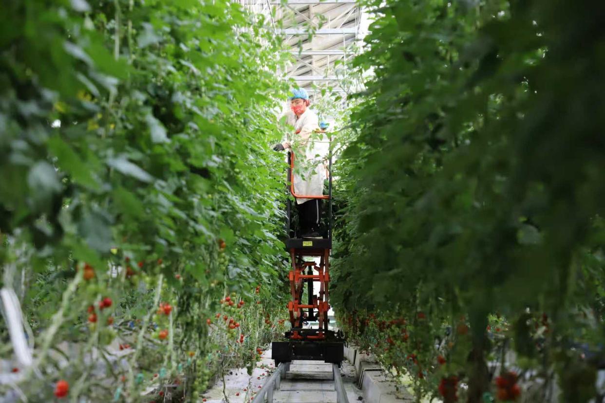 山东寿光现代农业高新技术试验示范基地工作人员在智能玻璃温室进行田间操作。新华社记者 张昕怡 摄