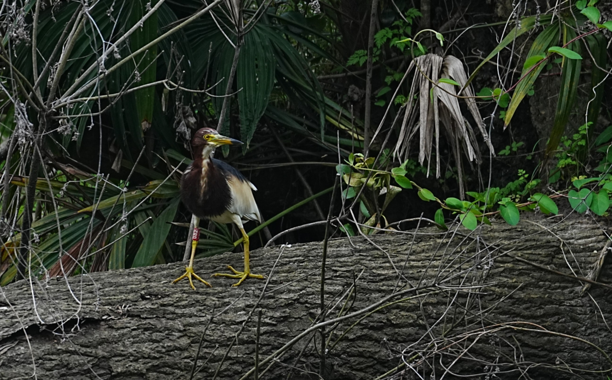 世界地球日前夕，宁波杭州湾湿地拍摄捕捉到科研脚环082编号的池鹭“格格”，它曾是一枚暴风雨前即将失温的蛋，在镇海炼化联动生物多样性保护下孵化/朱小红 摄
