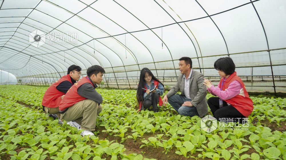 2026年4月22日，江西省吉安市青科源农业科技开发有限公司，井冈山大学“映山红”青年实干家在蔬菜大棚调研。