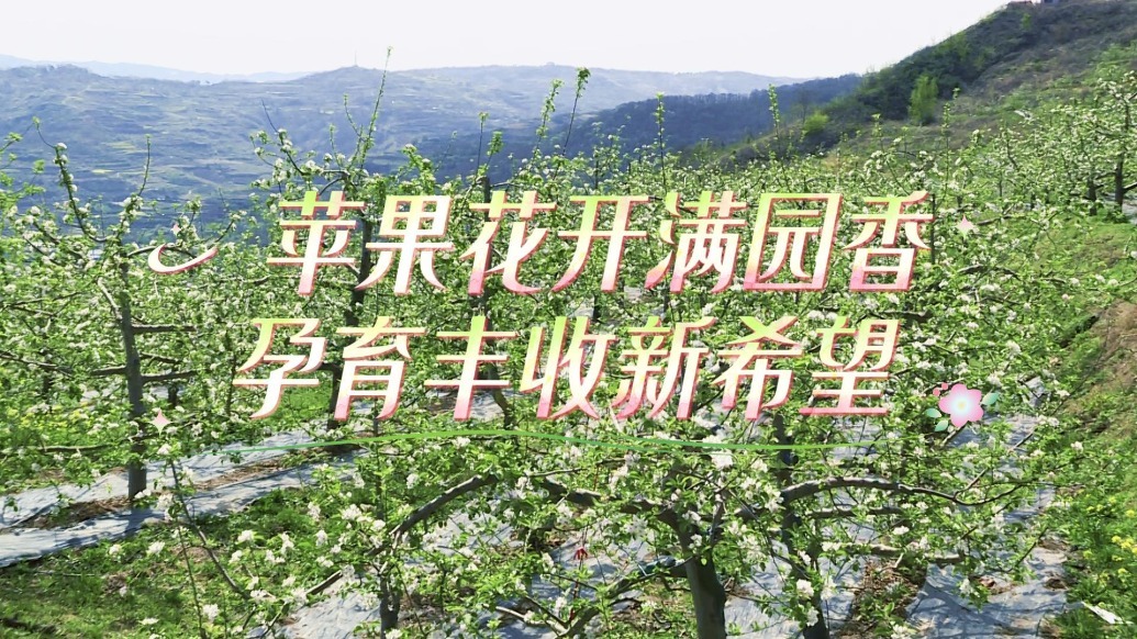 【甘快看】指尖上的“疏花芭蕾”　千亩苹果花开孕育丰收希望