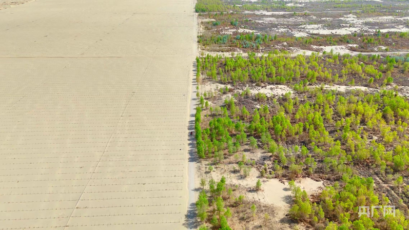 莎车县广安镇永安生态林基地 （央广网 高美慧子 摄）