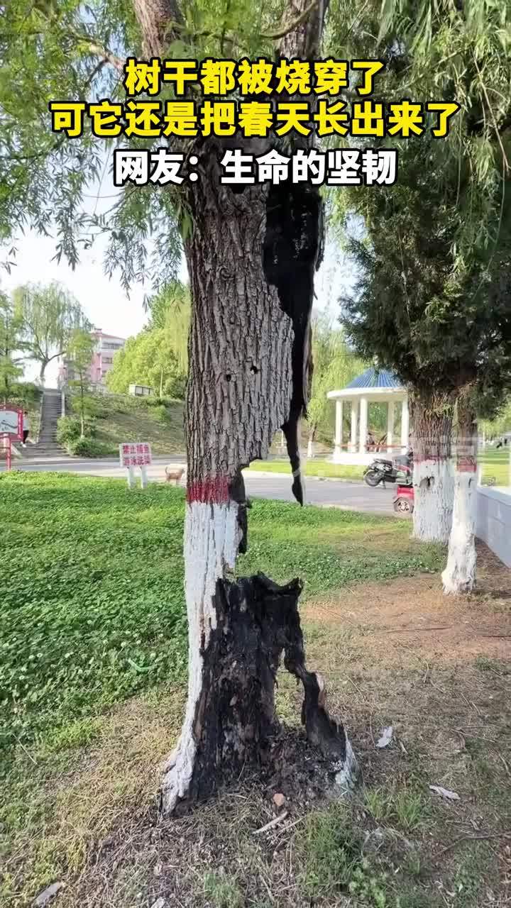 树干都被烧穿了 可它还是把春天长出来了 网友：生命的坚韧