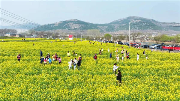 长清区双泉镇油菜花海