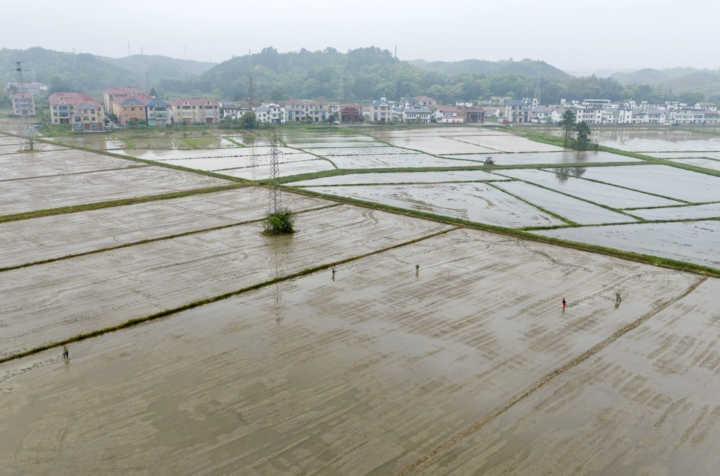 抢农时、忙抛秧，新余田间地头“耕”新了