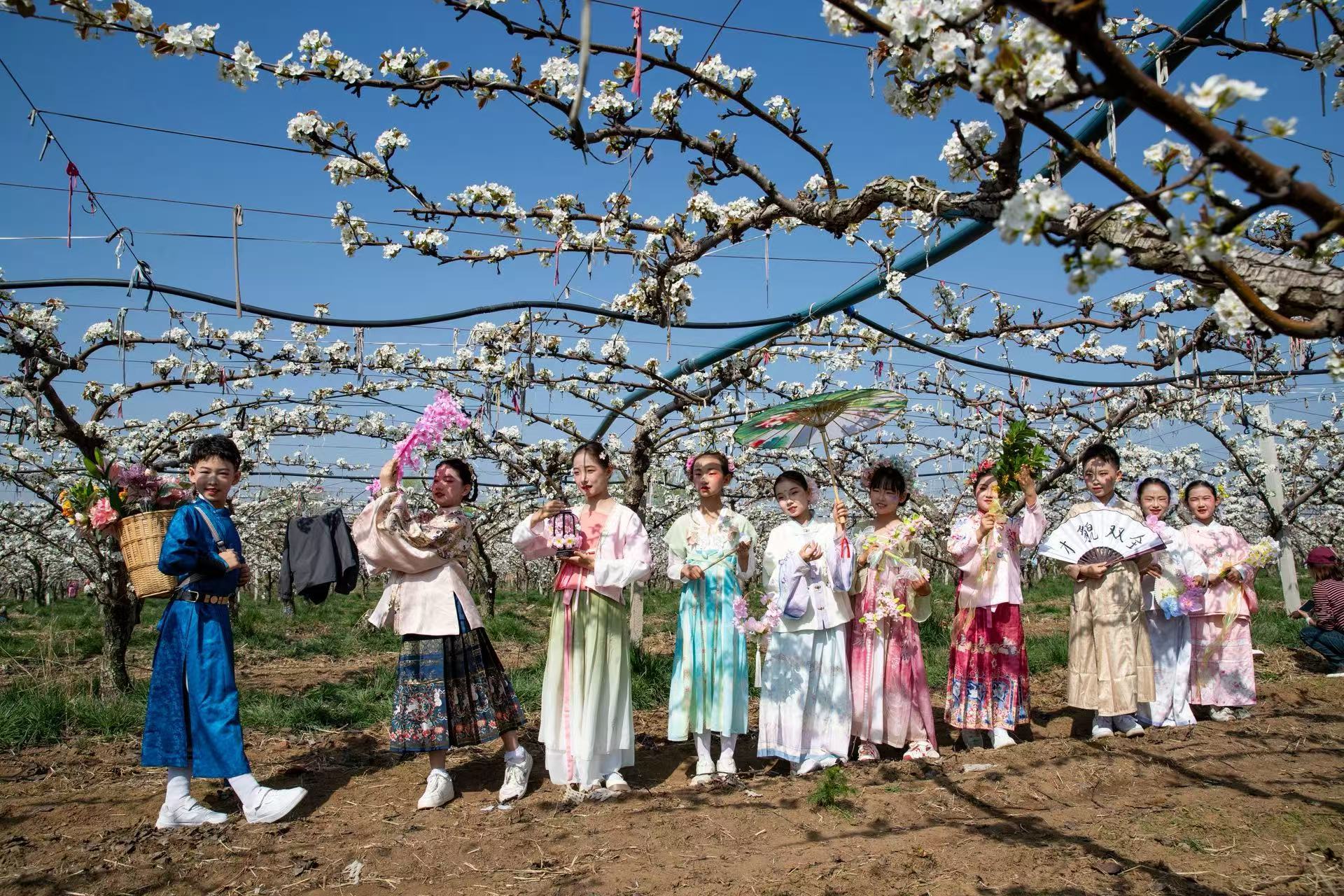 青岛乡里乡亲｜梨园花似雪 “村庆”味正浓——莱西第十一届梨花节侧记