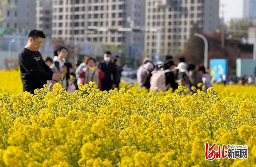 4月4日，市民在石家庄市高铁片区“原野PARK”城市口袋公园的油菜花海游玩。