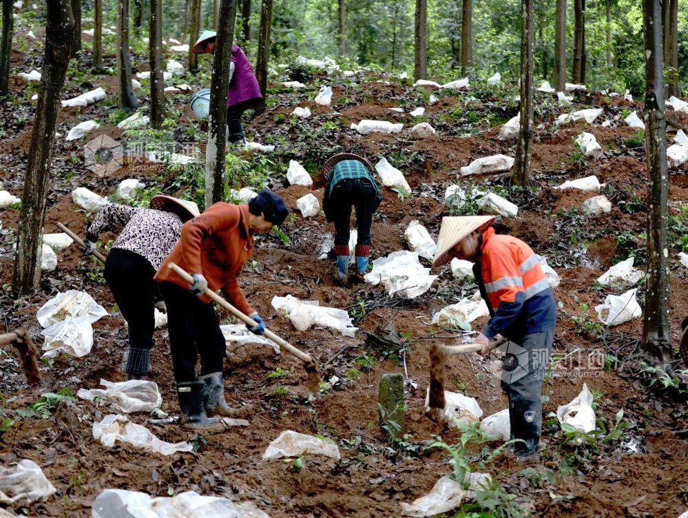江西分宜：灵芝栽种忙（图）