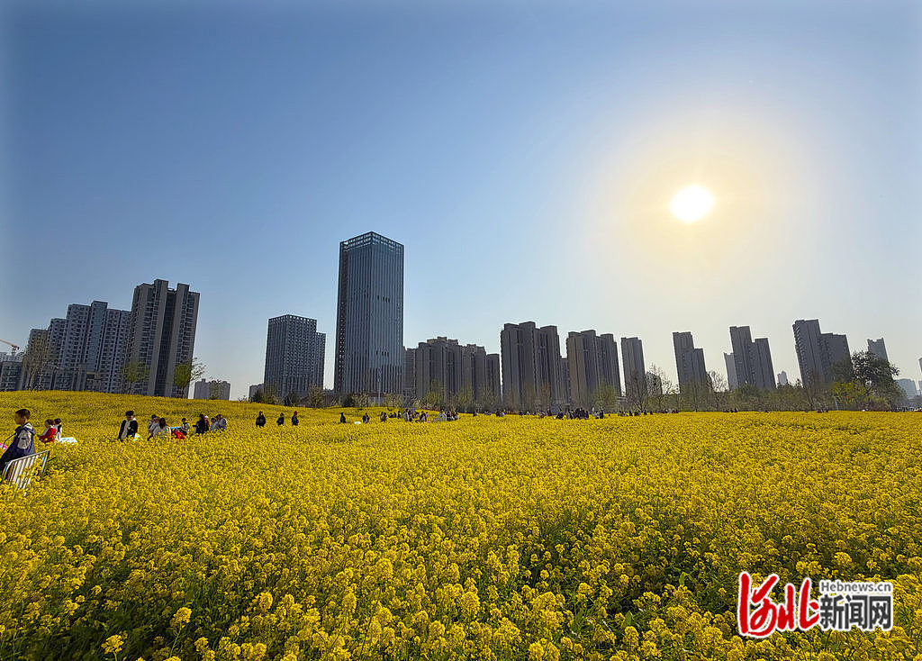 4月4日，市民在石家庄市高铁片区“原野PARK”城市口袋公园的油菜花海游玩。