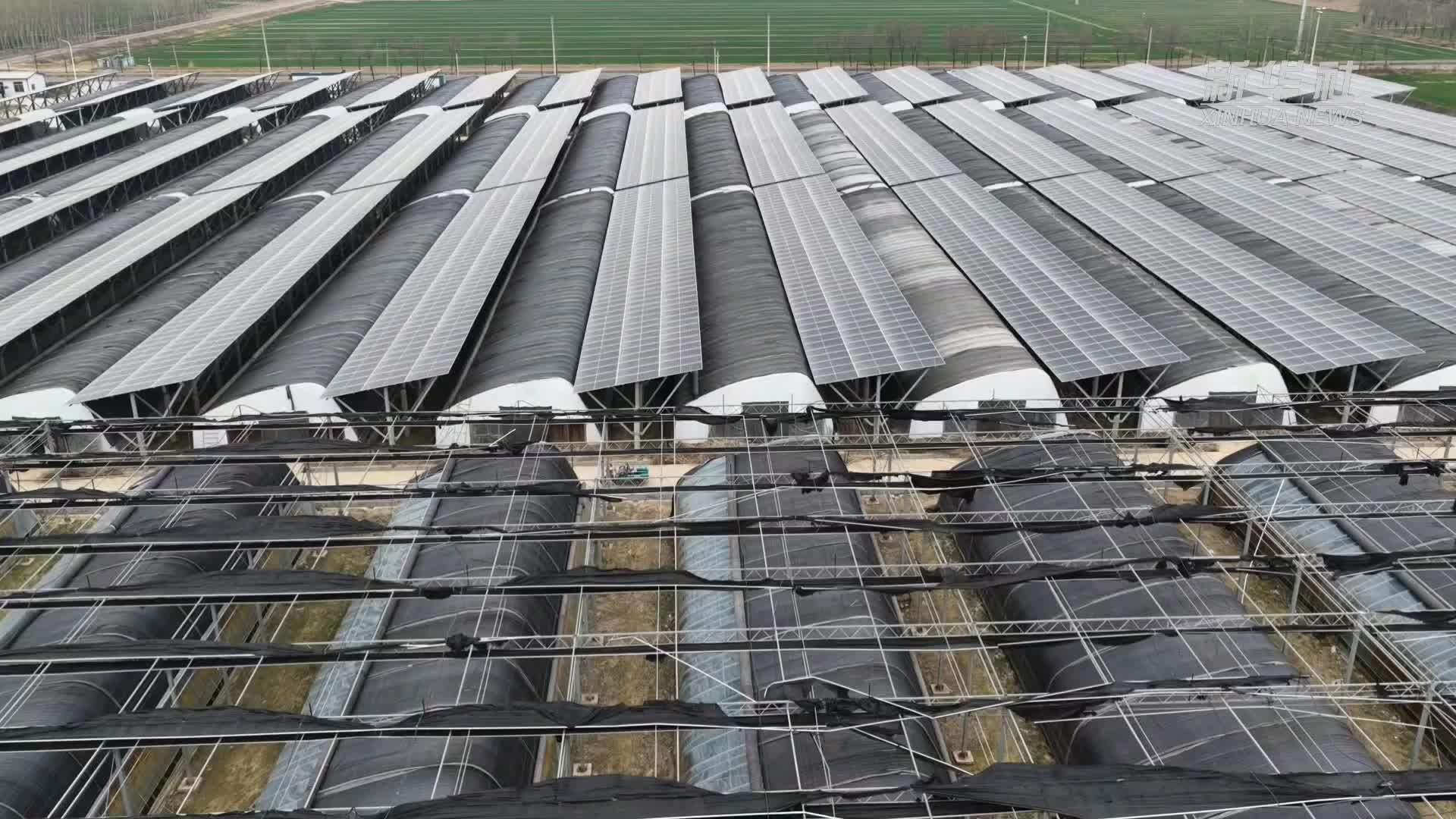 山东惠民：羊肚菌特色产业助农增收