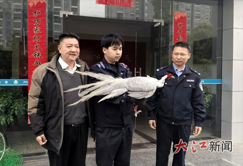 民警救助受伤的白鹇