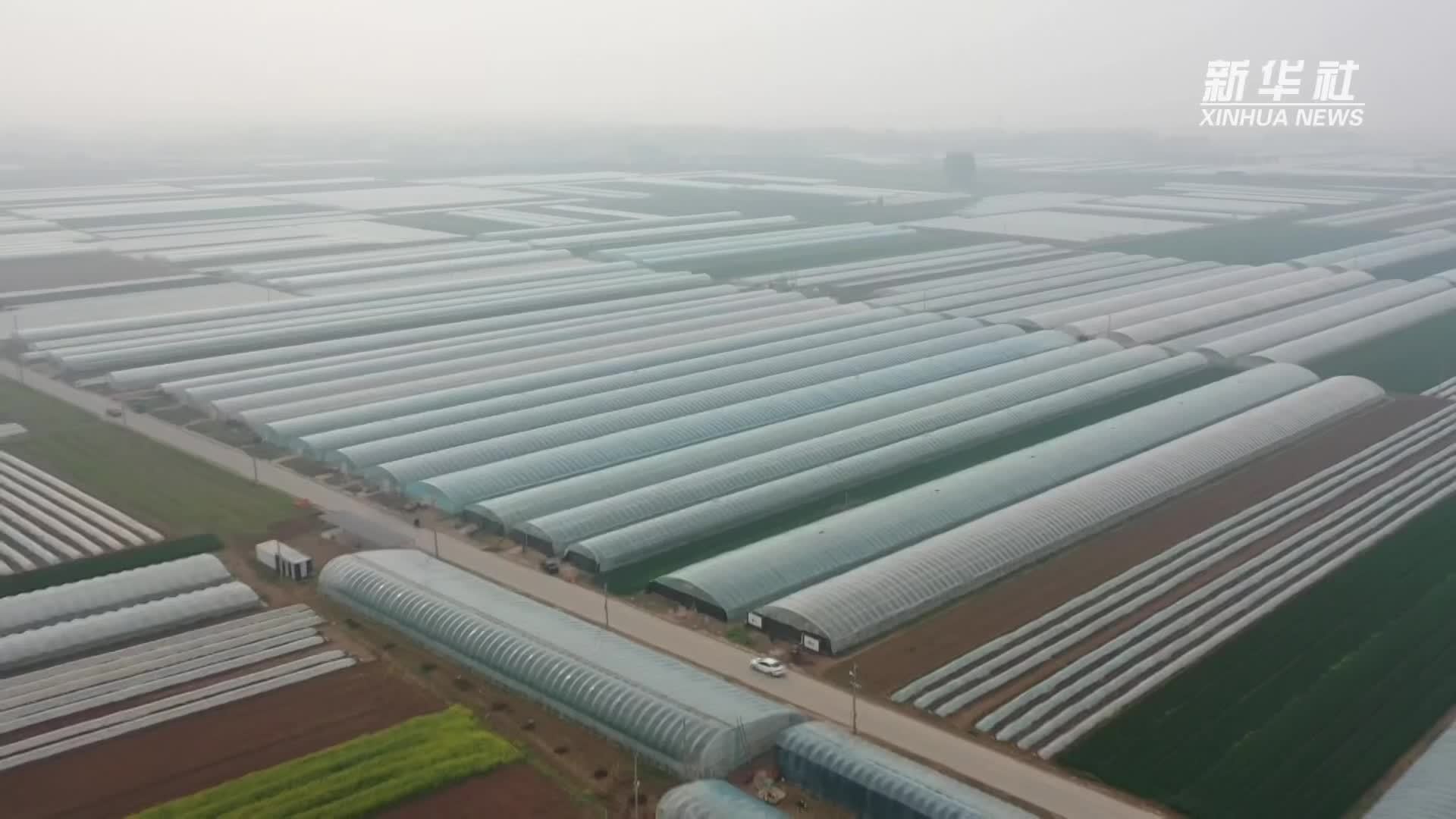 河北阜城：早春西瓜抢“鲜”上市“甜蜜经济”助农增收