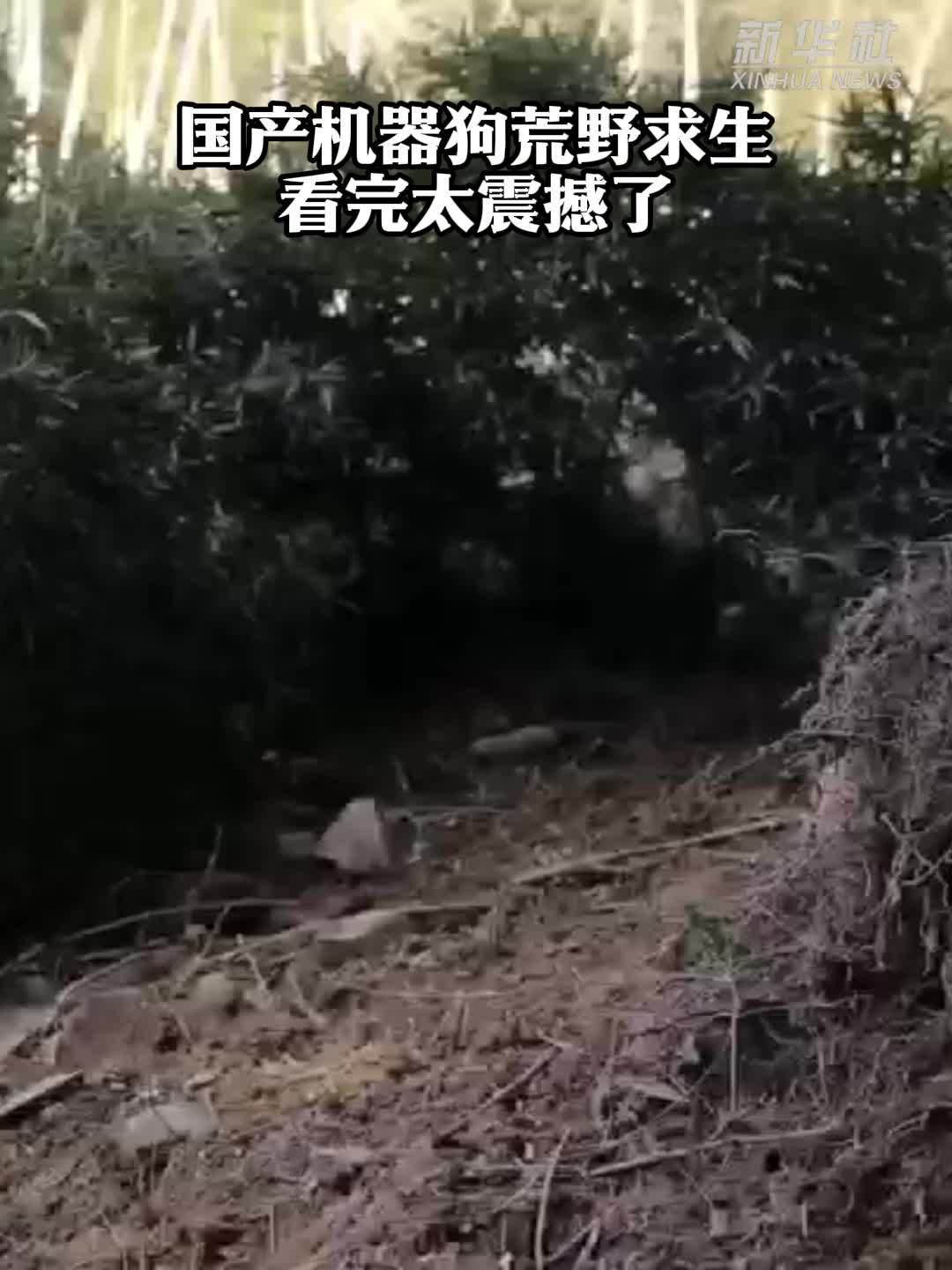 经济大省调研行｜国产机器狗荒野求生，看完太震撼了