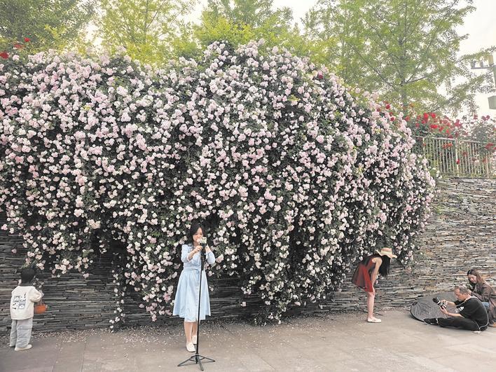 武汉园博园蔷薇花瀑 张文华供图