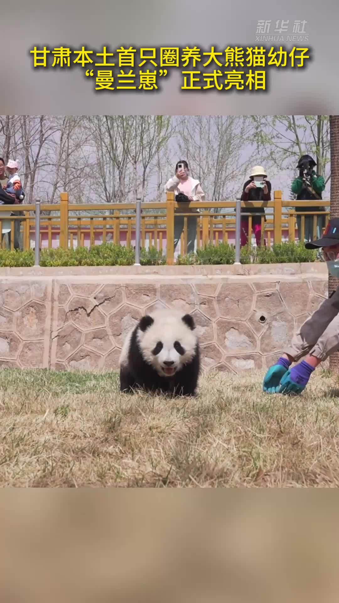 甘肃本土首只圈养大熊猫幼仔“曼兰崽”正式亮相