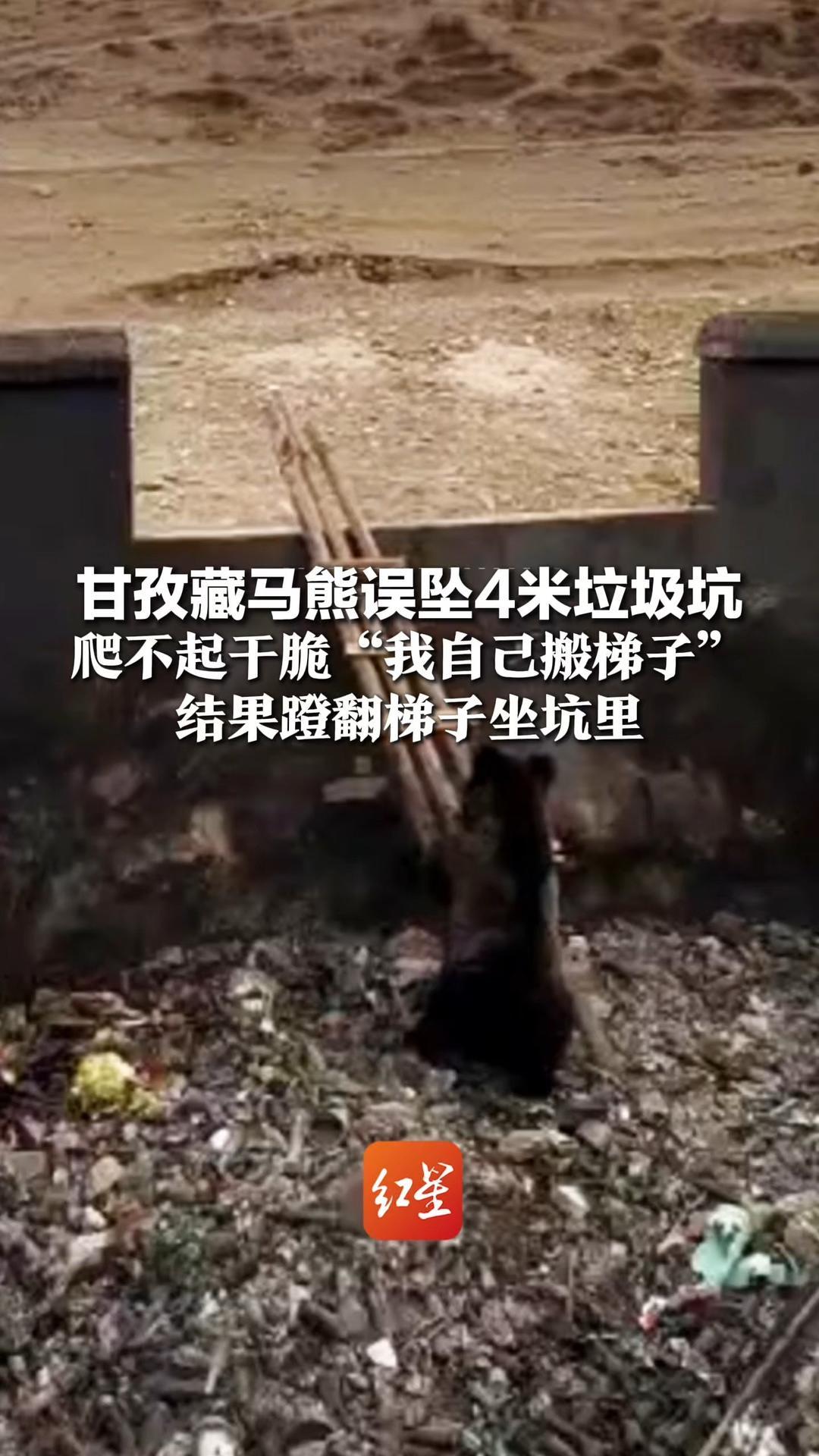 甘孜藏马熊误坠4米垃圾坑，爬不起干脆“我自己搬梯子”，结果蹬翻梯子坐坑里，民警老乡两次搭梯营救成功