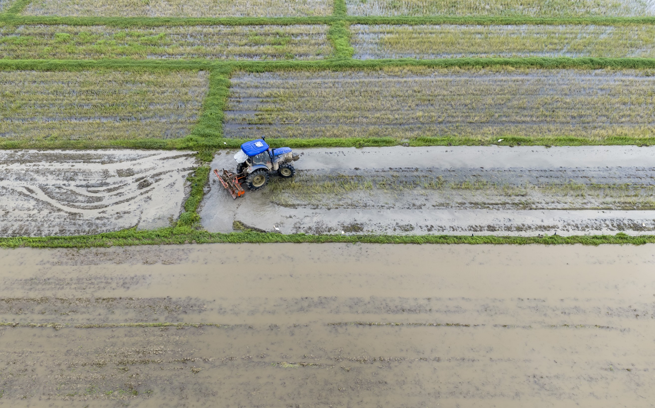 抢农时、忙抛秧，新余田间地头“耕”新了
