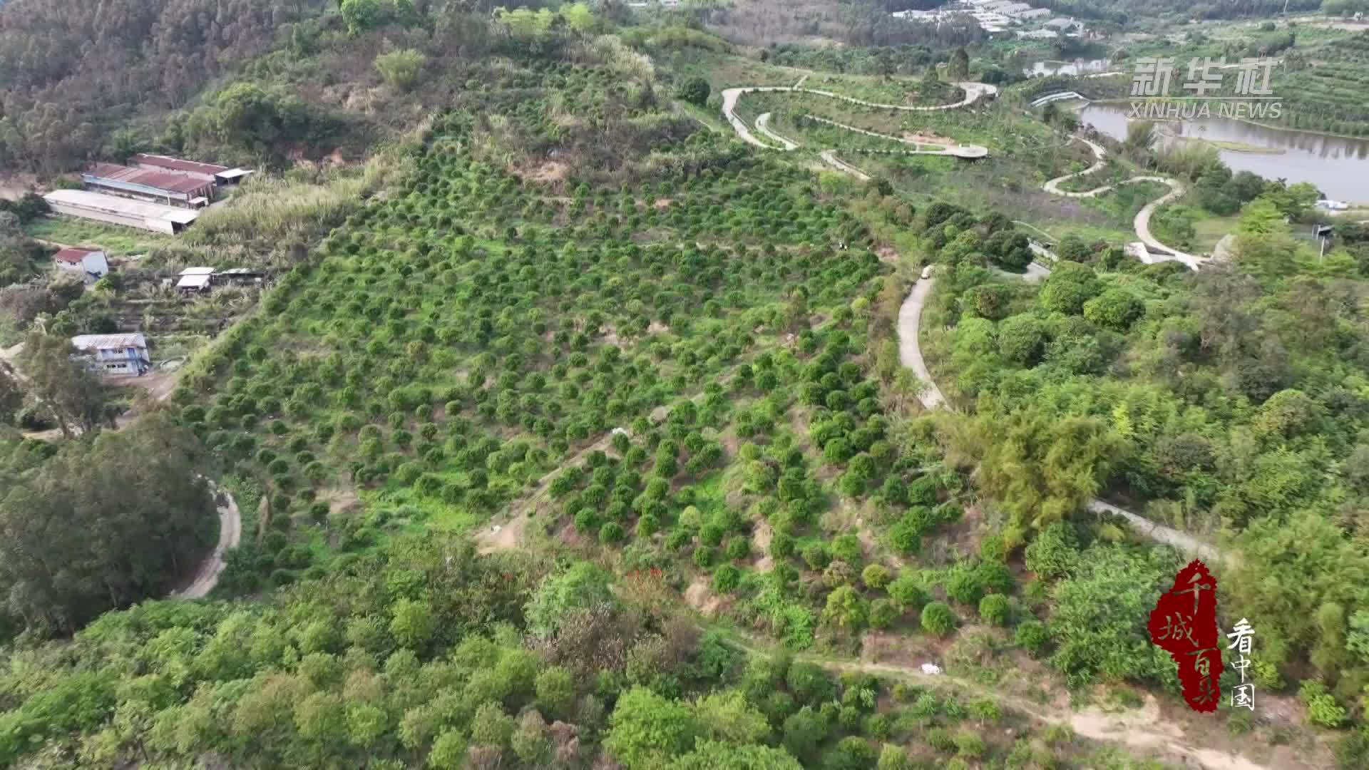 千城百县看中国｜福建长泰：树葡萄丰收香满园