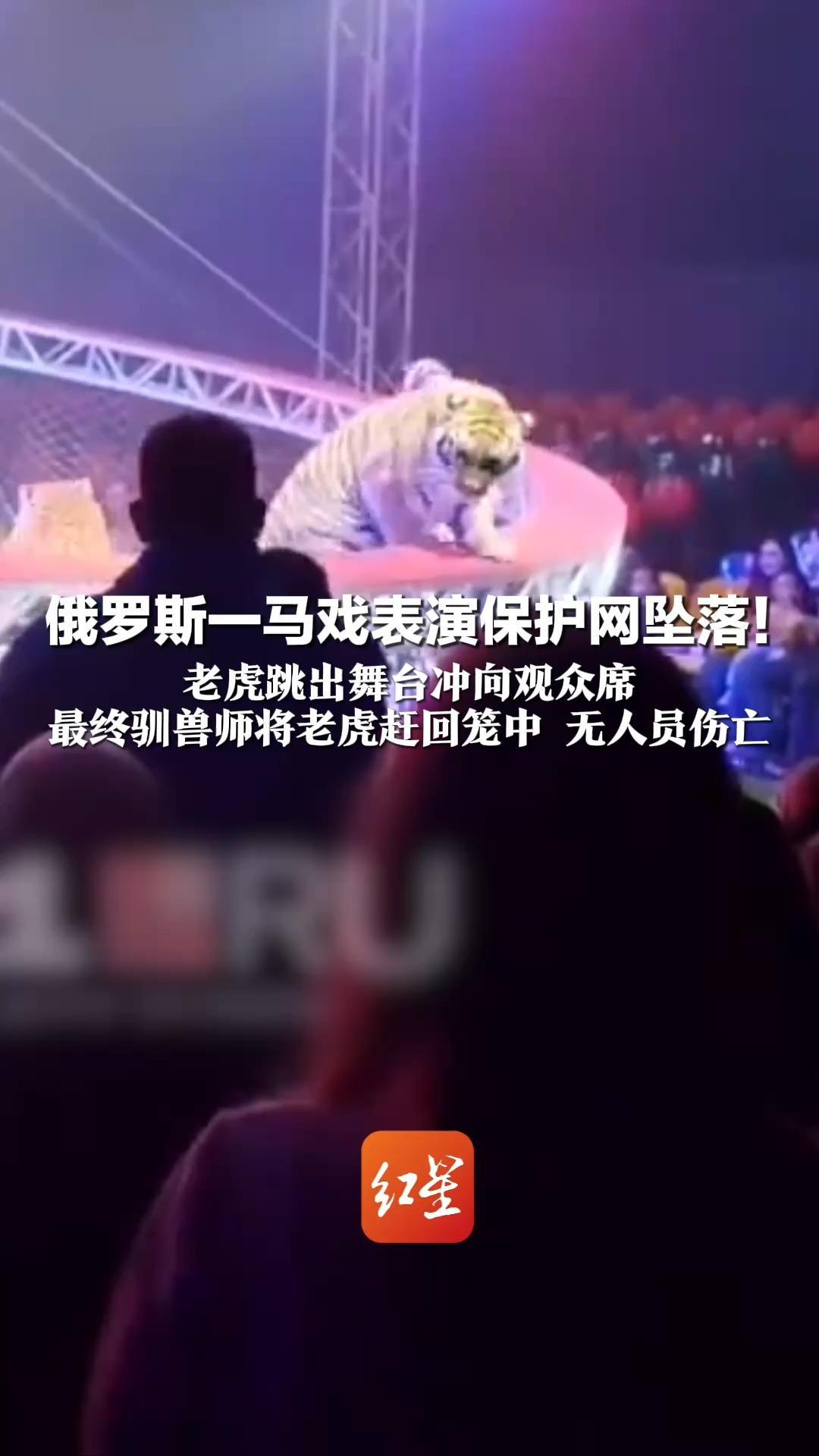 俄罗斯一马戏表演保护网坠落！老虎跳出舞台冲向观众席  有人惊吓跑开 有人淡定坐着 最终驯兽师将老虎赶回笼中 无人员伤亡