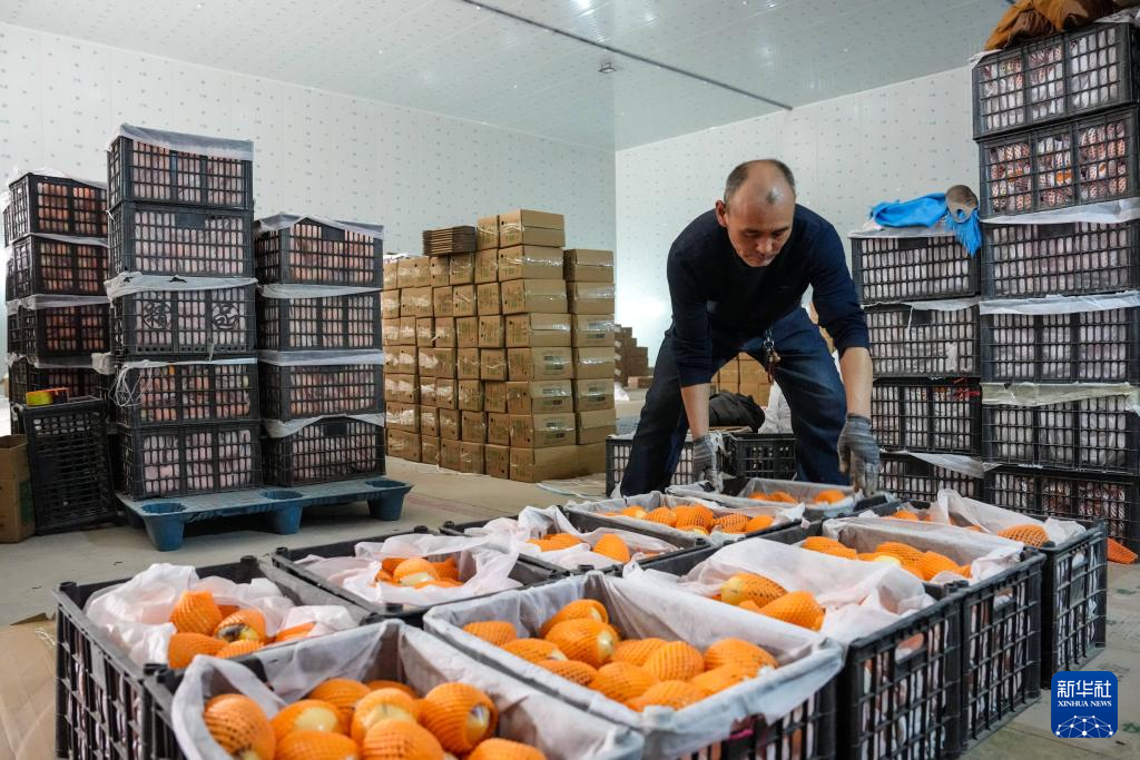 4月23日，在民勤县电商孵化园一处库房内，工人搬运从农户手中收购的人参果。新华社记者　郎兵兵　摄