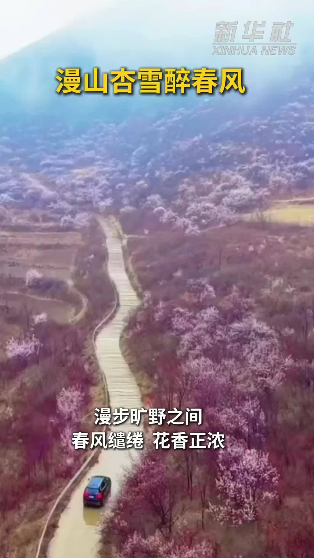 漫山杏雪醉春风