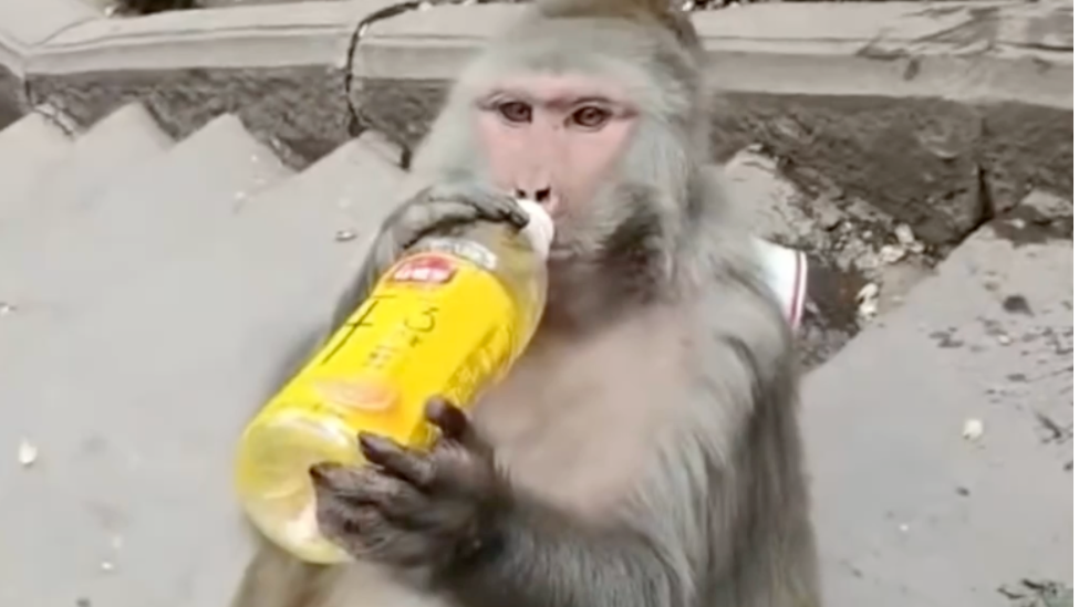 商家疑教唆游客饮料兑酒喂怀孕母猴，当地回应