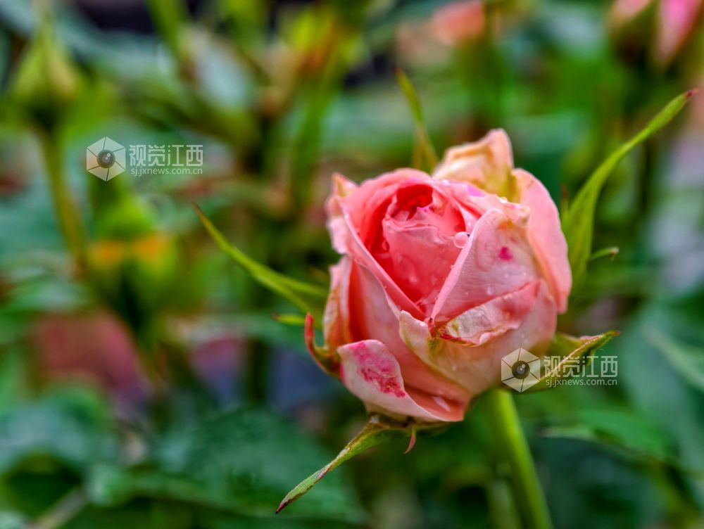 江西分宜：雨中月季盛放 繁花扮靓广场（图）