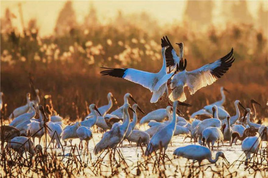 白鹤用翅膀选择了中国 ——余艳六年追鹤的生命书写