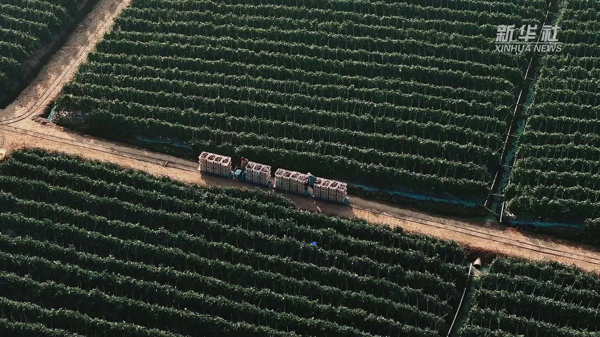 田间“小火车”破解山地种菜运输难题