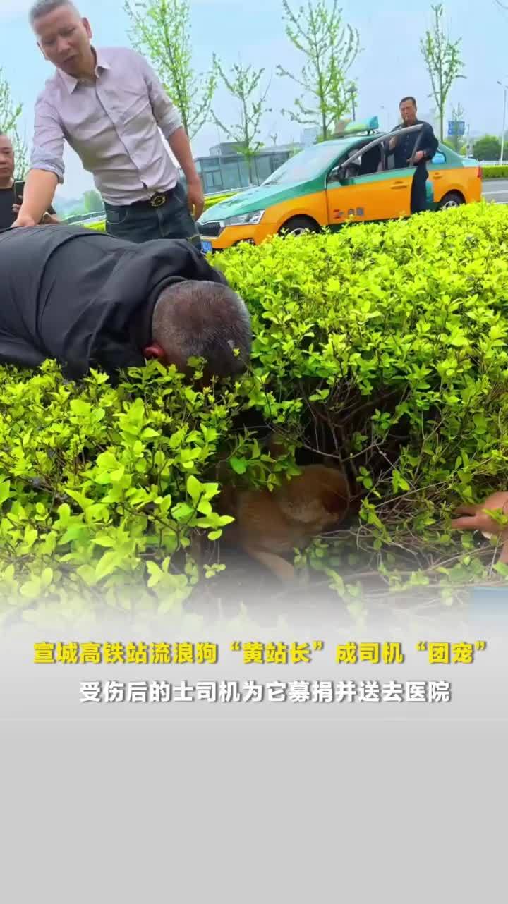 宣城高铁站流浪狗“黄站长”成司机“团宠”，受伤后的士司机为它募捐并送去医院