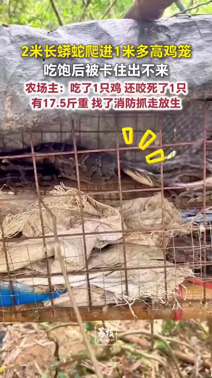 蟒蛇爬进鸡笼吃鸡吃饱后被卡住
