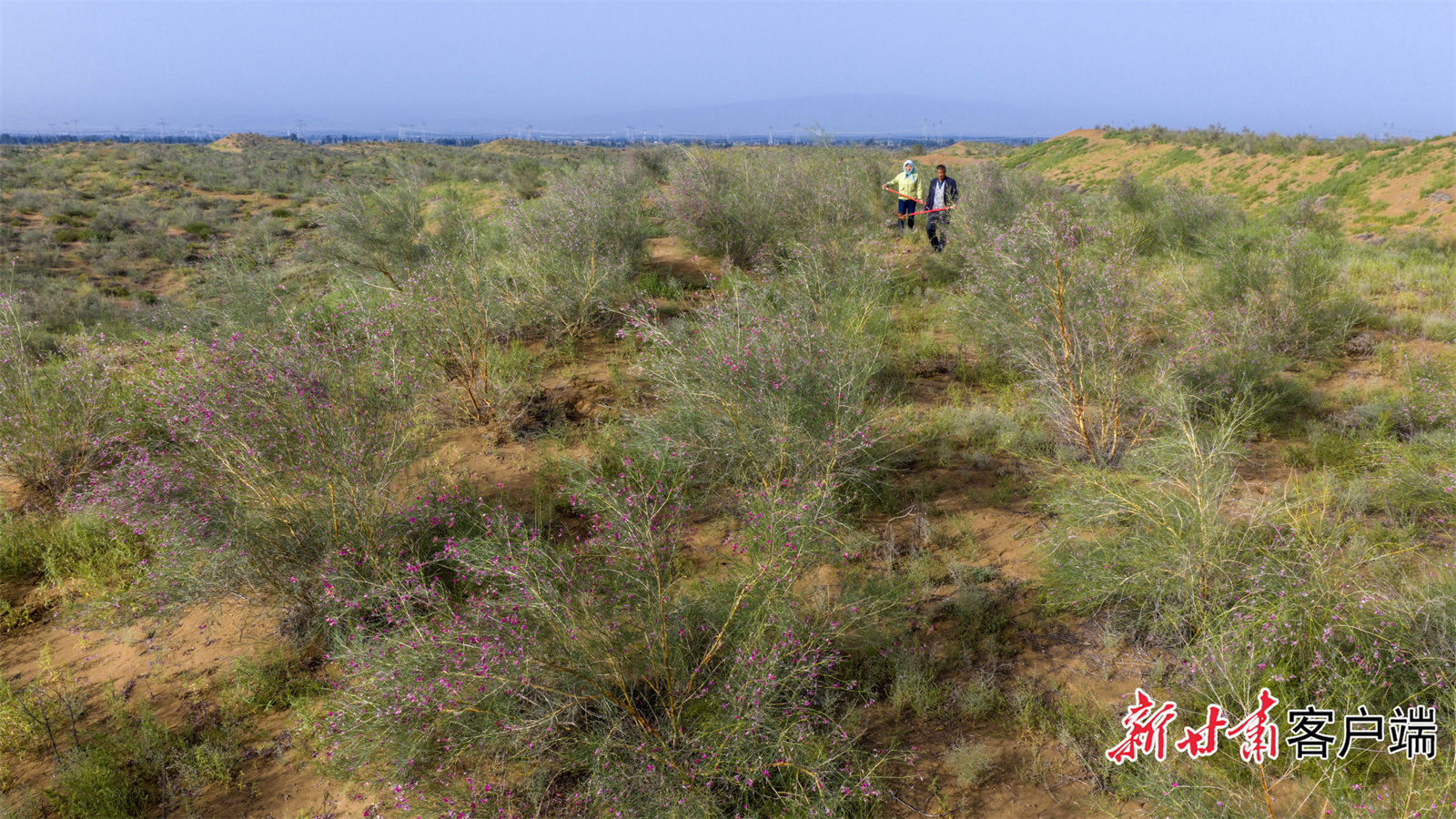 绿染沙海　王银吉供图