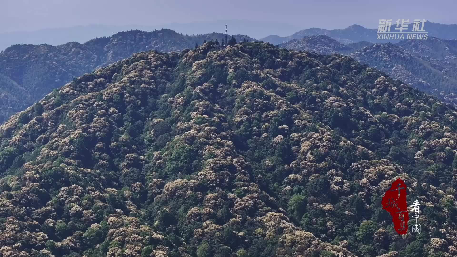 千城百县看中国·赏花季｜福建宁化：栲树花开映青山
