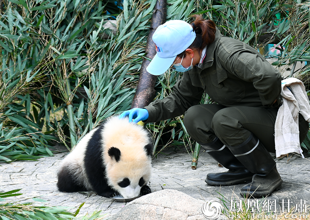 照顾“曼兰崽”的生活起居，成为安小娟每天工作的日常。