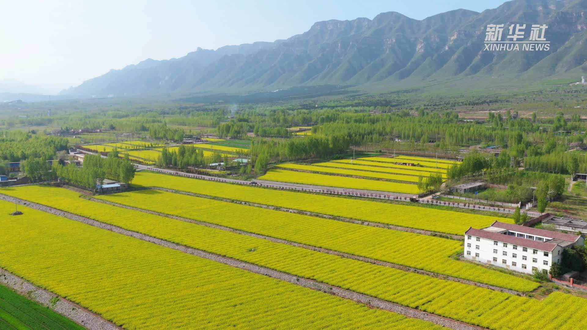 千城胜景｜河南济源：白菜花开遍地金
