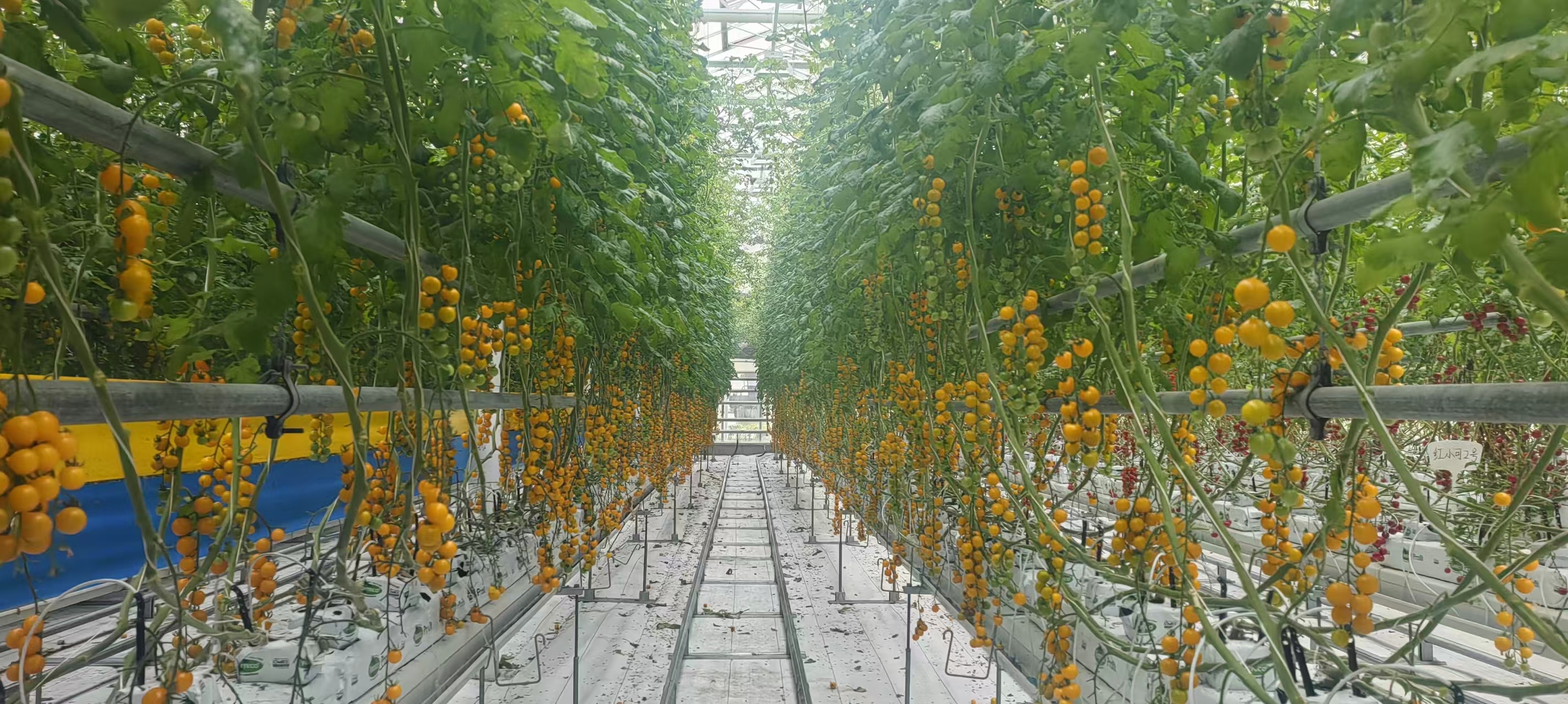 宁波再夺神农鼎！连续四年，乡村振兴交出硬核答卷