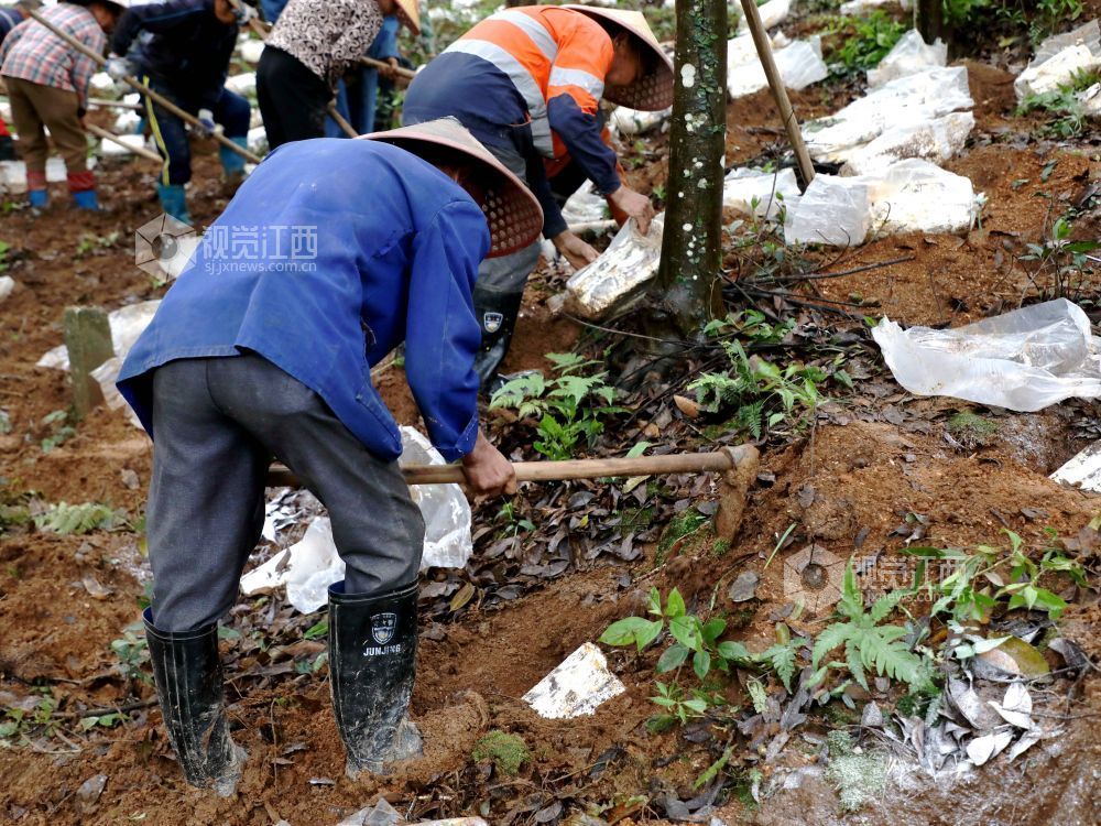 江西分宜：灵芝栽种忙（图）