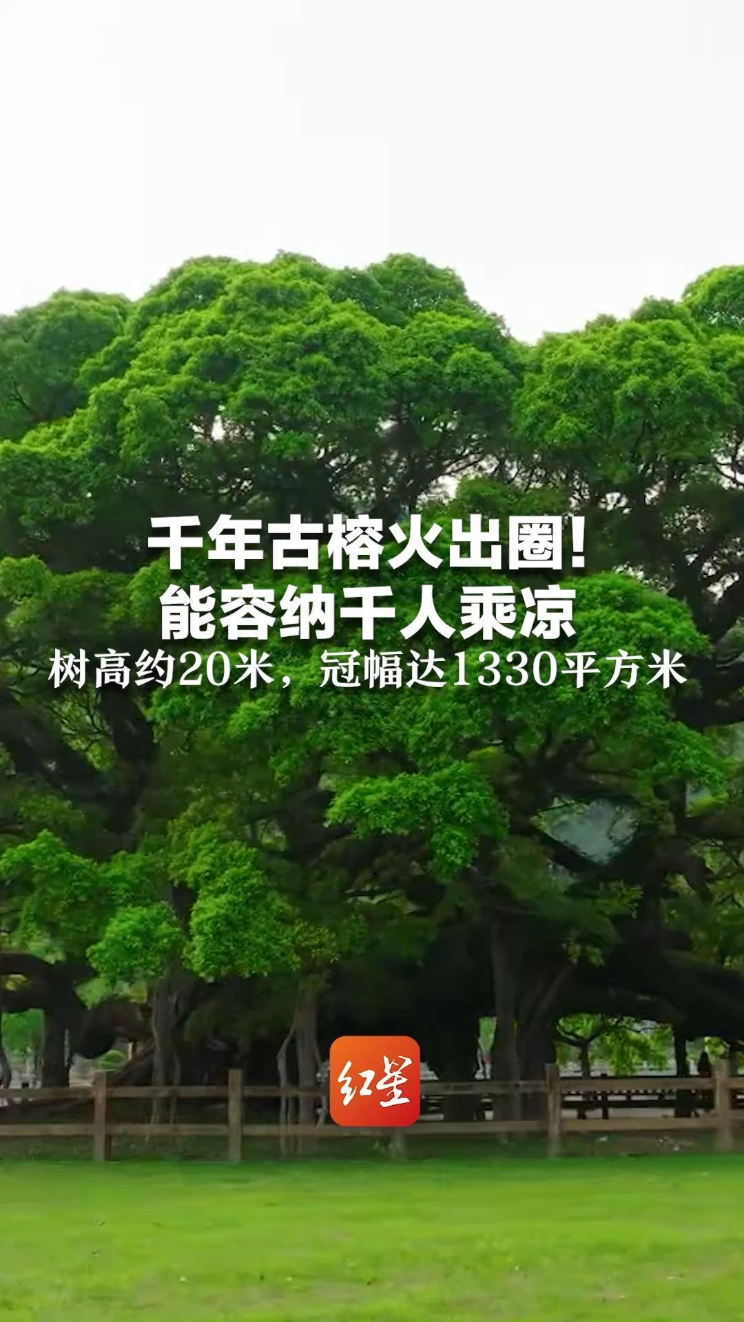 千年古榕火出圈！能容纳千人乘凉 树高约20米，冠幅达1330平方米 见者财运亨通，福运绵长