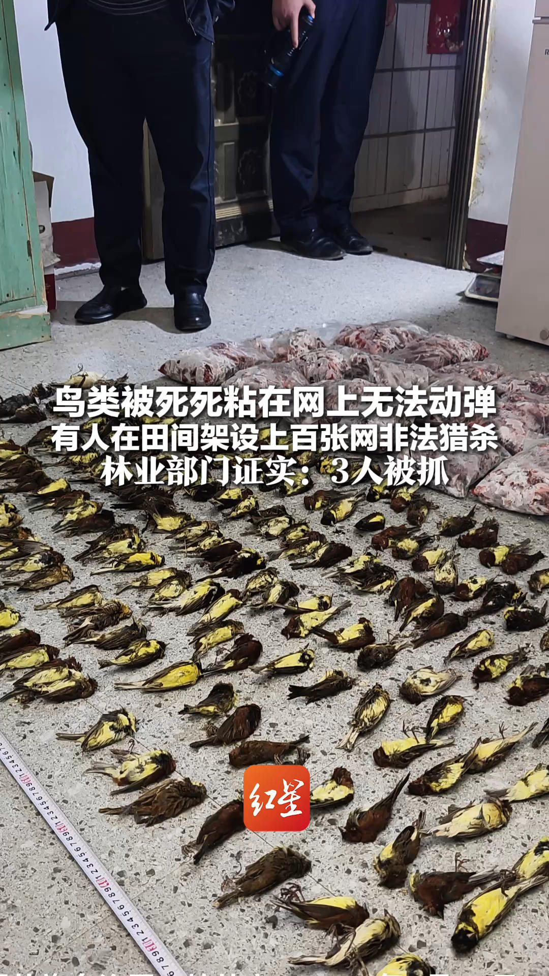 死状令人揪心!鸟类被死死粘在网上无法动弹 有人在田间架设上百张网非法猎杀 林业部门证实:3人被抓_凤凰网视频_凤凰网