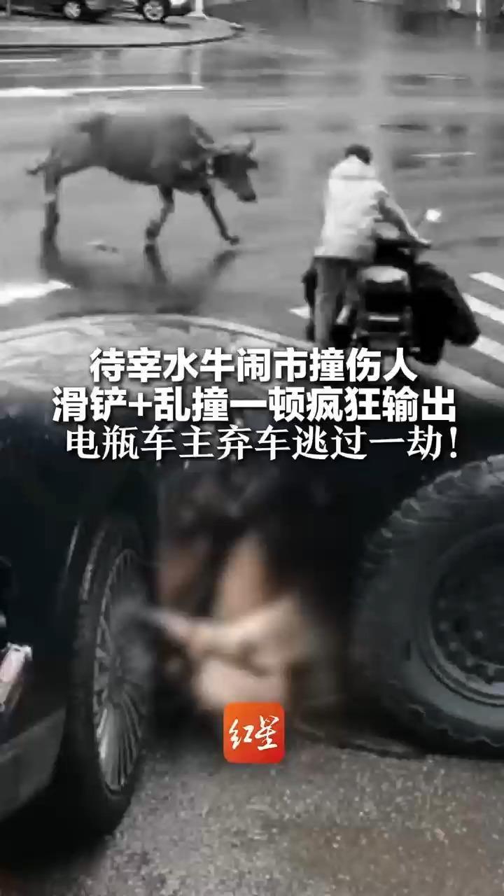 待宰水牛闹市撞伤人 滑铲+乱撞一顿疯狂输出 电瓶车主弃车逃过一劫！警方：已将其撞倒控制，正寻主人